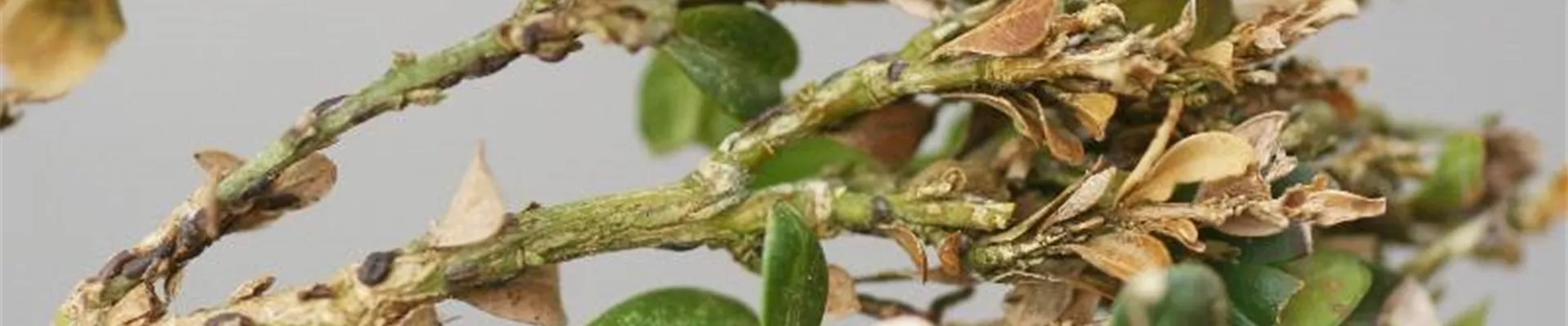 buxus_schildlaus_schadbild-800x600.jpg