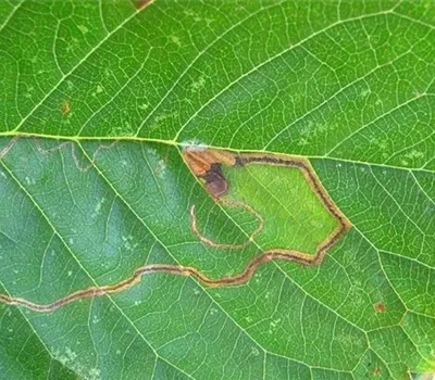 Schlangenminiermotte an Kirschen Schlangenminiermotte an Kirschen