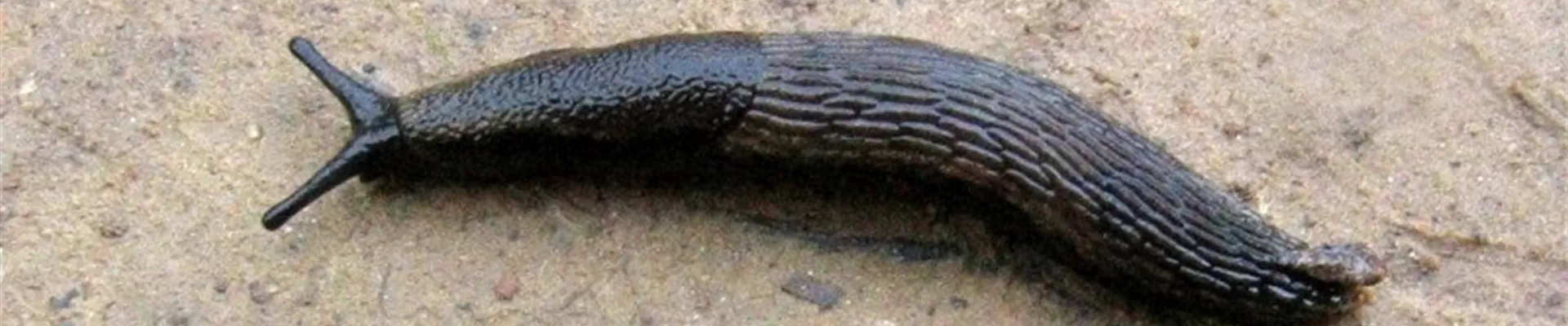 schneckearionhortensis1.jpg schneckearionhortensis1.jpg