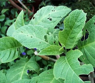 Schnecken an Stauden und Sommerblumen