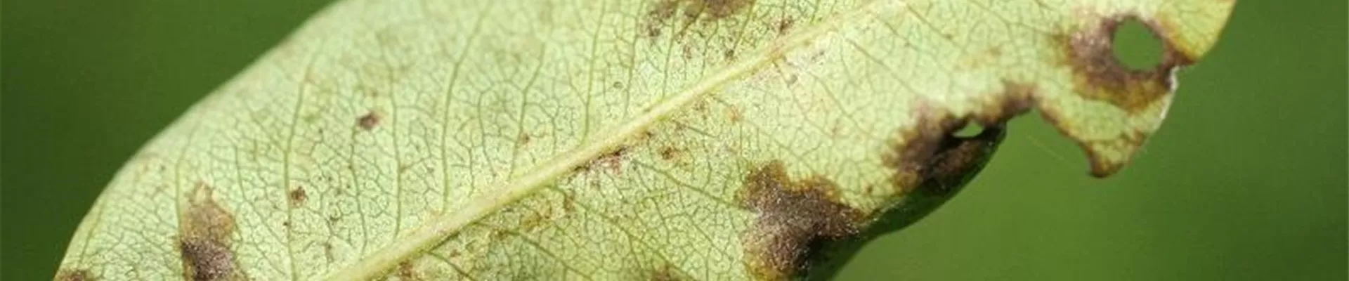 birne_schorf_blatt1-800x900.jpg birne_schorf_blatt1-800x900.jpg