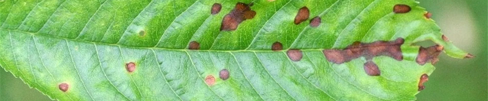 kirschesuessschrotschuss1-800x600.jpg kirschesuessschrotschuss1-800x600.jpg