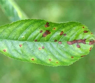 Schrotschusskrankheit bei Kirschen Schrotschusskrankheit bei Kirschen