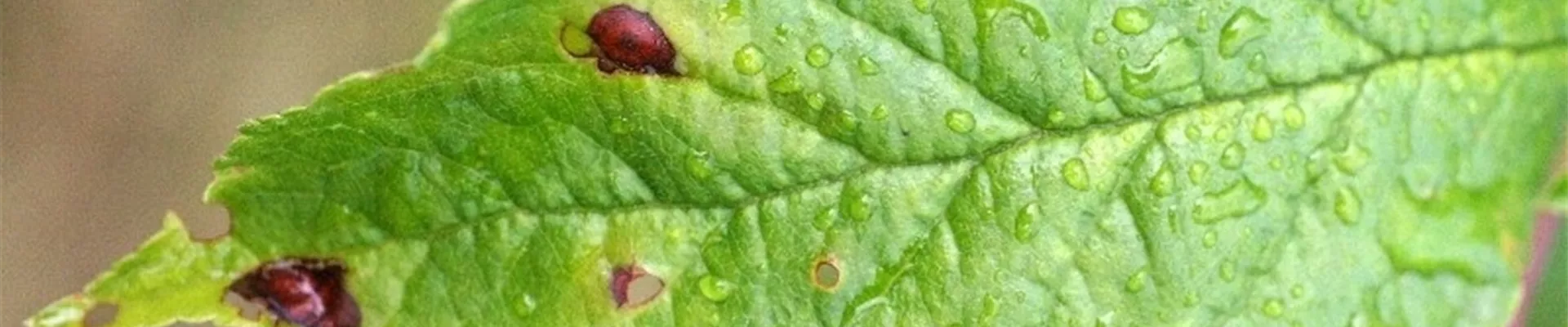 pflaumeschrotschuss1-800x600.jpg pflaumeschrotschuss1-800x600.jpg