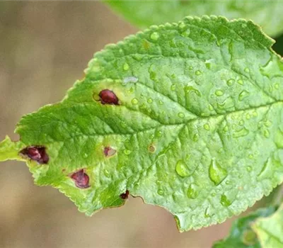 Schrotschusskrankheit bei Pflaumen und Zwetschen Schrotschusskrankheit bei Pflaumen und Zwetschen