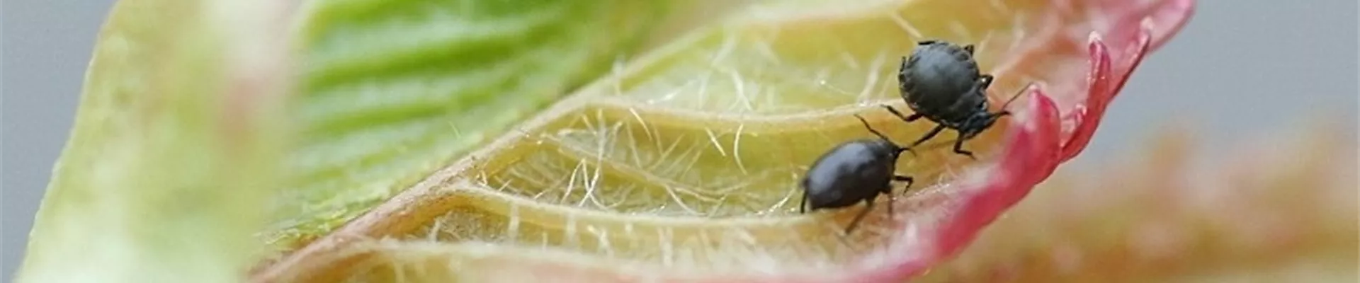 kirschesuessblattlaus1-800x600.jpg kirschesuessblattlaus1-800x600.jpg