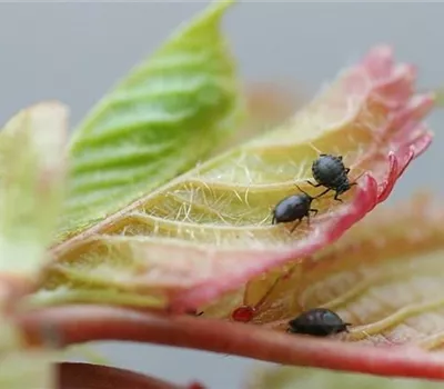 Schwarze Kirschenblattlaus Schwarze Kirschenblattlaus