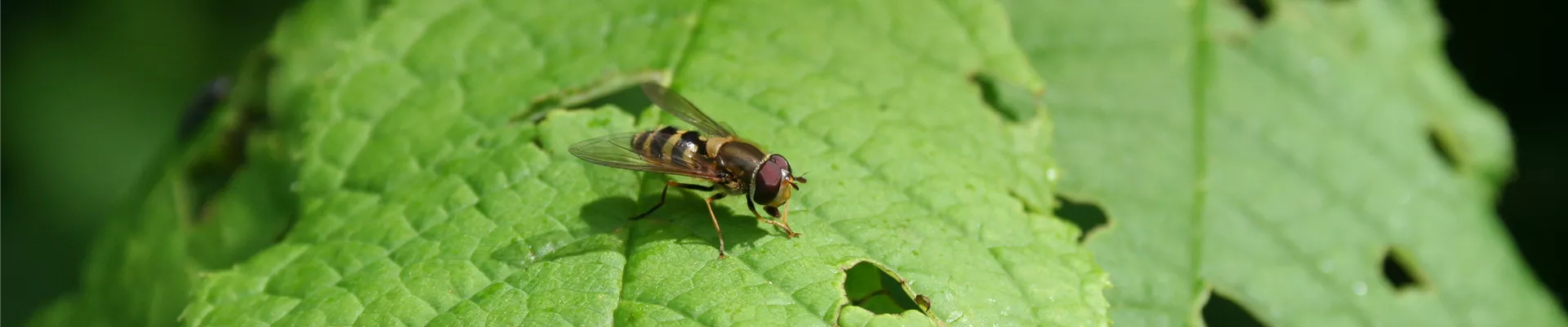 schwebfliege 2 20.05.07.jpg