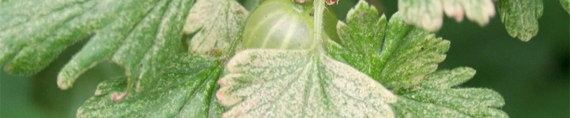 stachelbeerespinnmilbe1-800x600.jpg stachelbeerespinnmilbe1-800x600.jpg