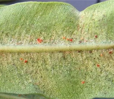 Spinnmilben an Stauden und Sommerblumen