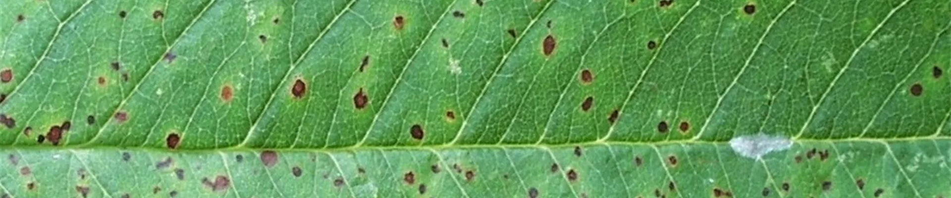 kirschesuessspruehflecken1-800x600.jpg kirschesuessspruehflecken1-800x600.jpg