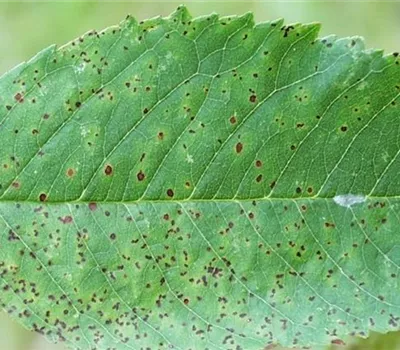 Sprühfleckenkrankheit bei Kirschen Sprühfleckenkrankheit bei Kirschen
