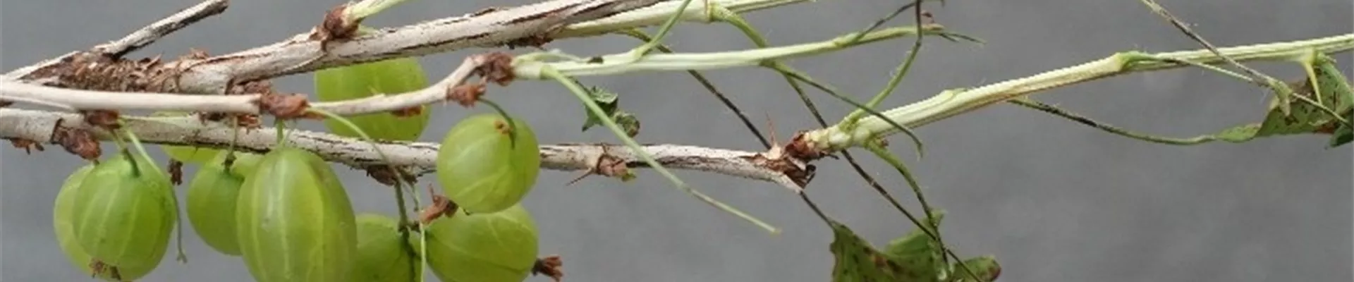 stachelbeereblattwespe1-800x600.jpg stachelbeereblattwespe1-800x600.jpg