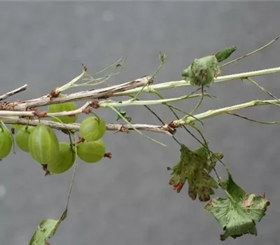 Stachelbeerblattwespe Stachelbeerblattwespe
