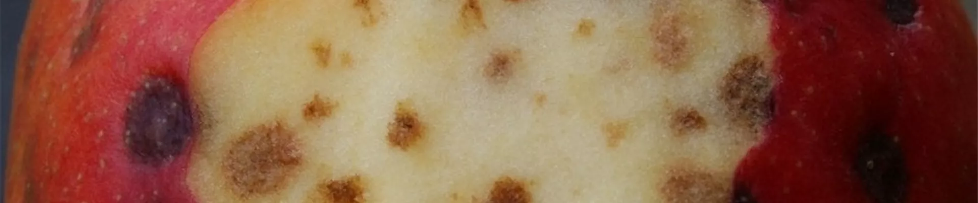 apfelstippe1-800x600.jpg apfelstippe1-800x600.jpg