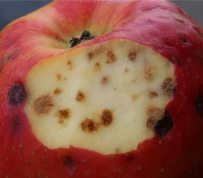 Stippe an Äpfeln Stippe an Äpfeln