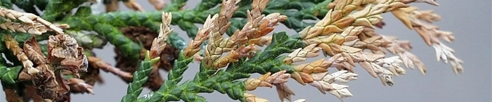 chamaecyparistriebsterben1-800x600.jpg