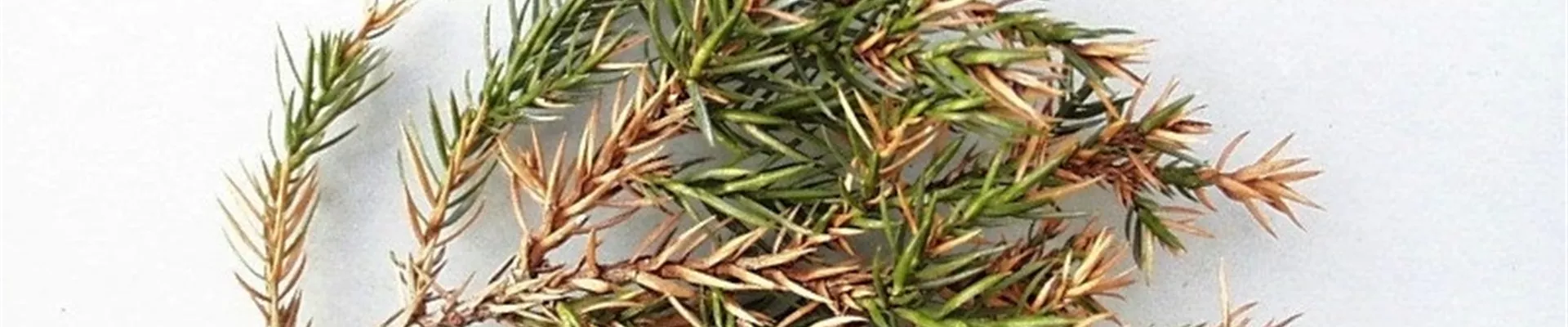 juniperustriebsterben1-800x600.jpg