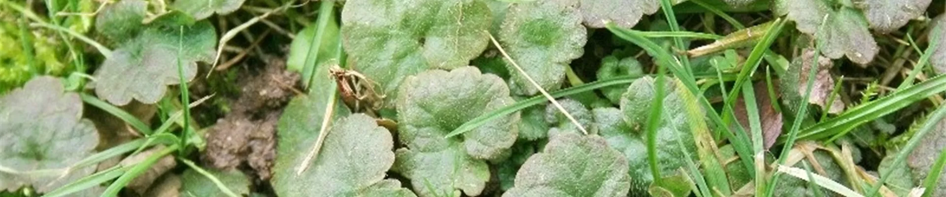 rasengundermann1-800x600.jpg rasengundermann1-800x600.jpg