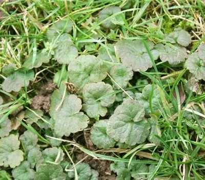 Unkrautbekämpfung im Garten Unkrautbekämpfung im Garten