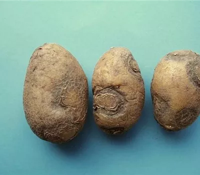 Virus bei Kartoffeln