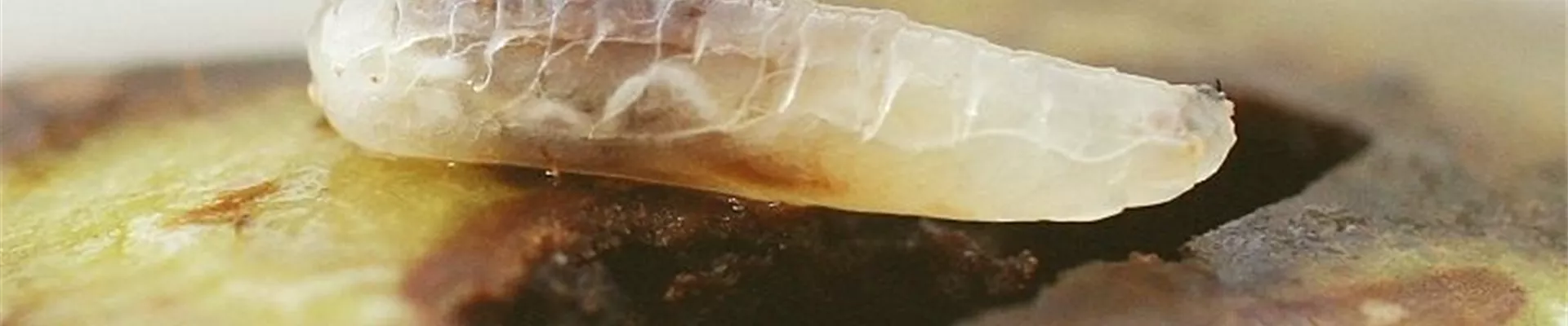 walnuss _fruchtfliege_larve1-800x600.jpg