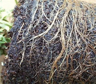 Welke und Wurzelfäulen