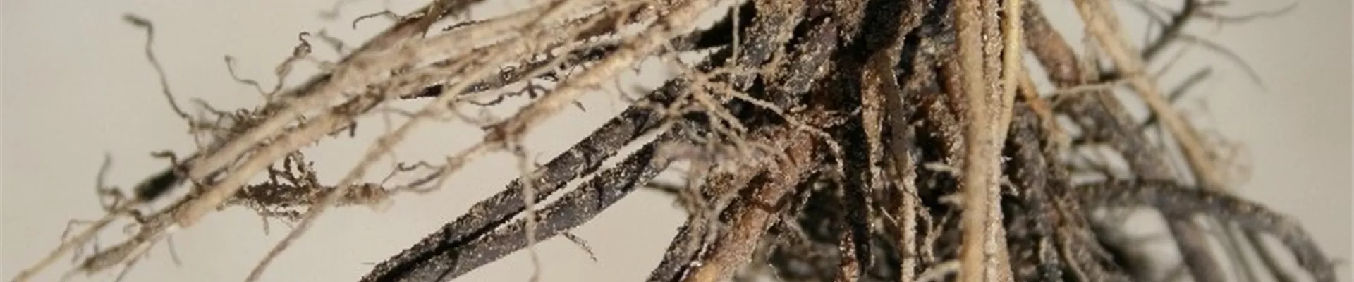 erdbeerewurzelfaeule1-800x600.jpg erdbeerewurzelfaeule1-800x600.jpg