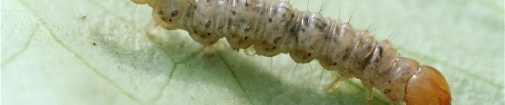 salatwurzelbohrerlarve1-800x600.jpg