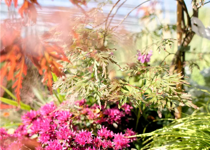 Bäume, Sträucher und Stauden Bäume, Sträucher und Stauden