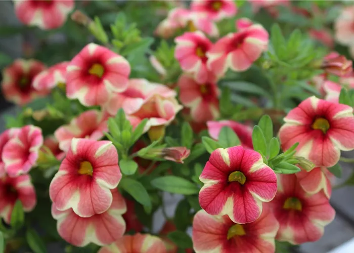 Beet- und Balkonpflanzen Beet- und Balkonpflanzen