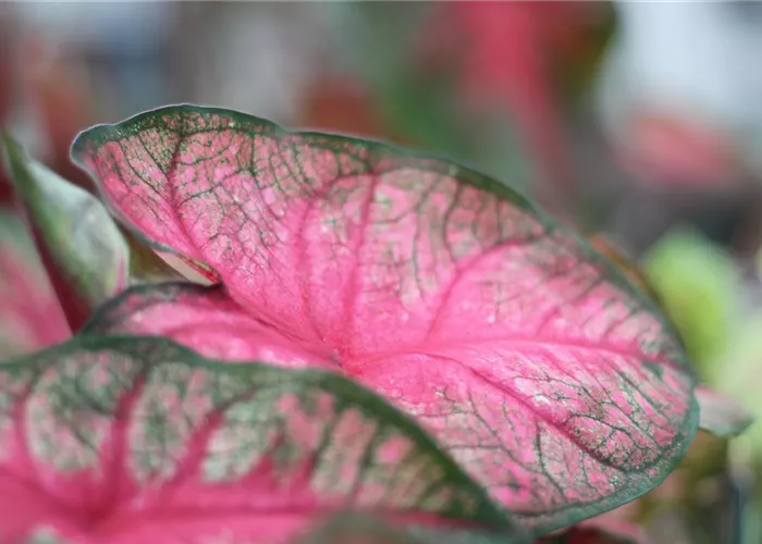 Zimmerpflanzen Zimmerpflanzen