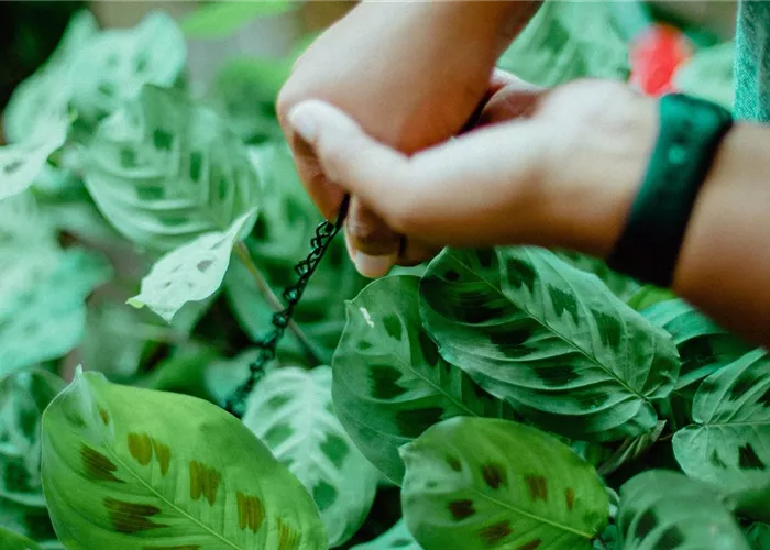 Pflanzenpflege Pflanzenpflege