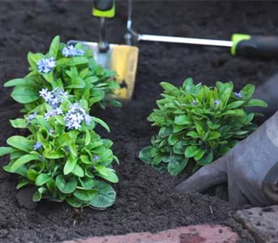 Vergissmeinnicht - Einpflanzen im Garten