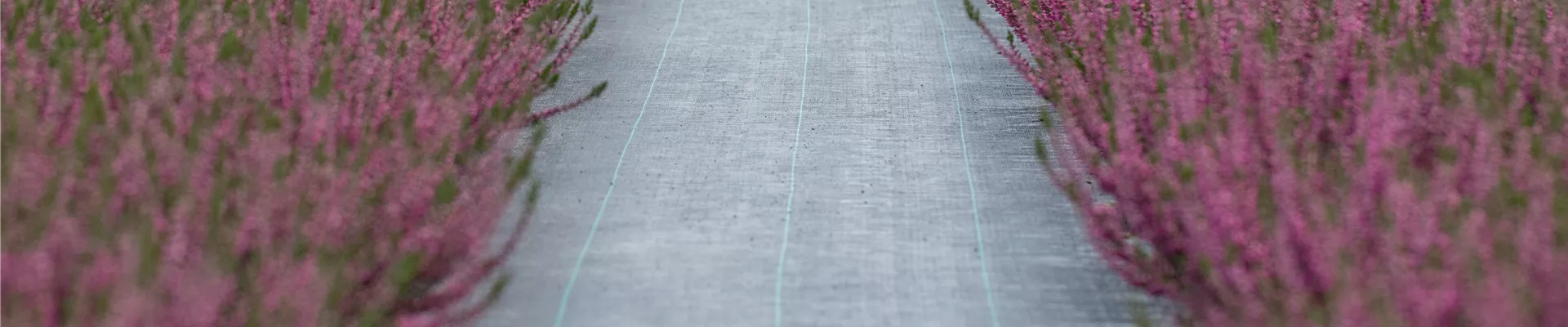 GS649254.jpg GS649254.jpg