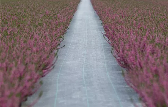 Was du über Unkrautschutzfolien wissen solltest Was du über Unkrautschutzfolien wissen solltest