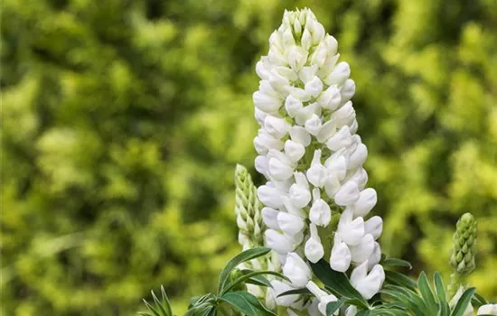 Lupinen, gut für den Garten und seine Bewohner Lupinen, gut für den Garten und seine Bewohner