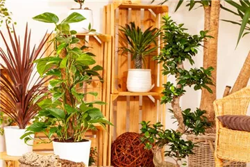 Längerer Urlaub – was wird aus den Zimmerpflanzen?