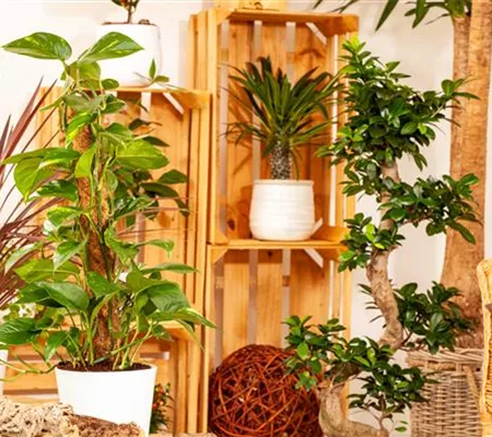 Längerer Urlaub – was wird aus den Zimmerpflanzen?