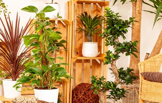 Längerer Urlaub – was wird aus den Zimmerpflanzen?