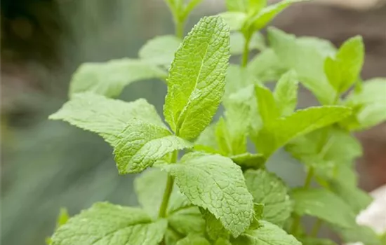 Das ist dufte! Die Offensive für die Sinne