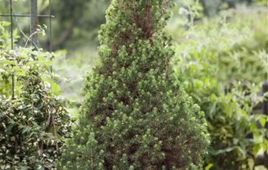 Die Zuckerhutfichte, eine Konifere voller Harmonie