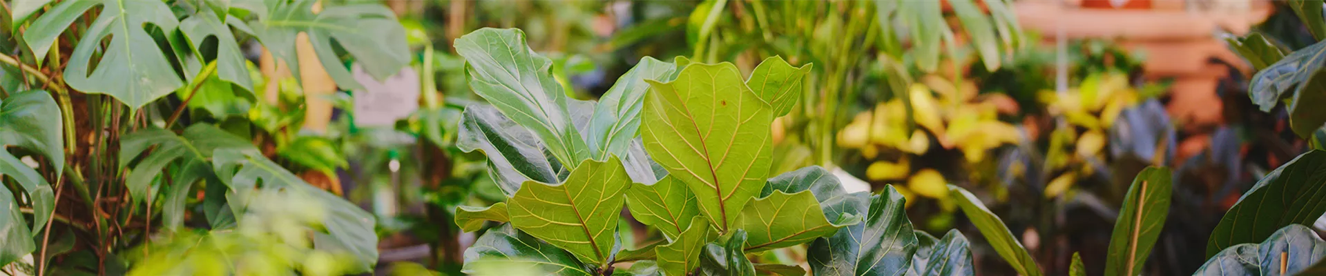 ZImmerpflanzen.png ZImmerpflanzen.png