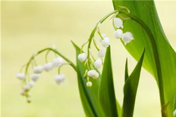 Pflege des Blumenbeets – vom Gießen, Düngen und Schneiden