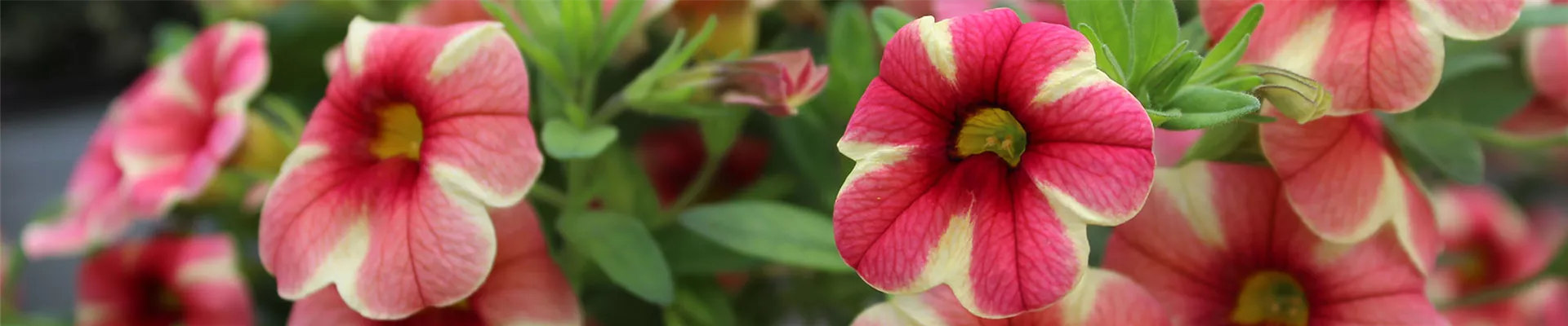 Petunien.jpg Petunien.jpg