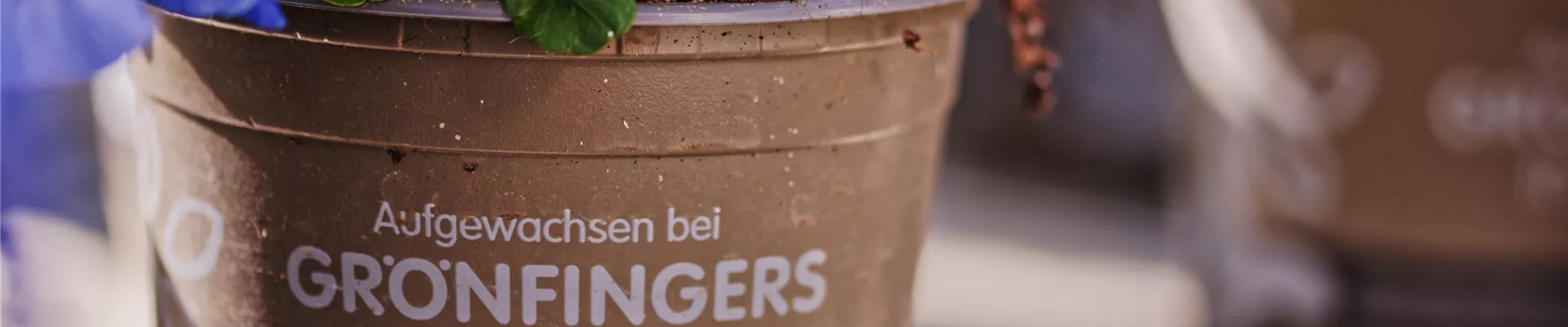 Fruehling_Abteilung_Bildart_Pflanzenname_9253.jpg Fruehling_Abteilung_Bildart_Pflanzenname_9253.jpg