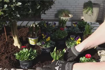 Blumenkasten - Frühlingshafte Bepflanzung