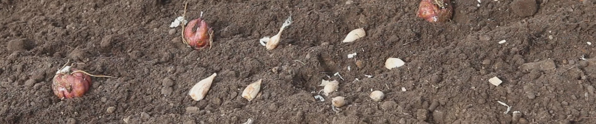 Blumenzwiebeln - Einpflanzen im Garten (thumbnail).jpg Blumenzwiebeln - Einpflanzen im Garten (thumbnail).jpg