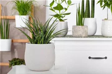 Zimmerpflanzen können mehr als nur gut aussehen Zimmerpflanzen können mehr als nur gut aussehen