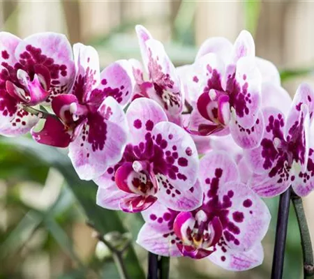 Die Orchideen-Klassiker